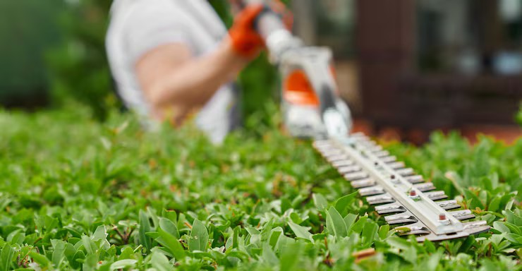Hedge trimming